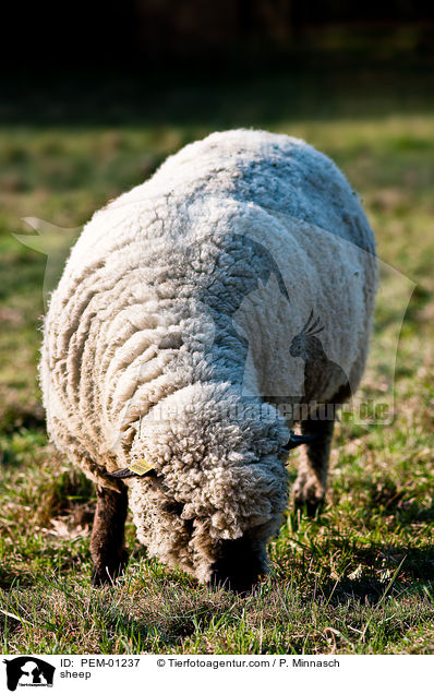 sheep / PEM-01237
