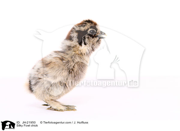 Seidenhuhn Kken / Silky Fowl chick / JH-21950