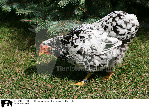 domestic fowl / SG-01308