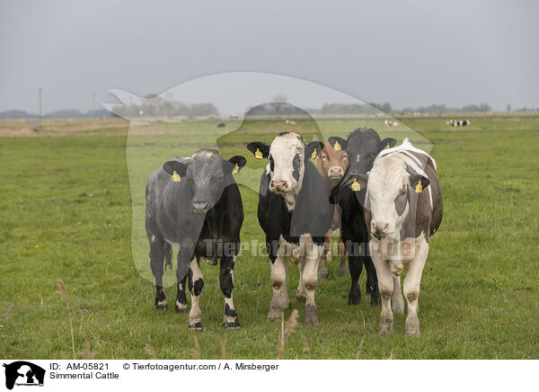 Simmental Cattle / AM-05821