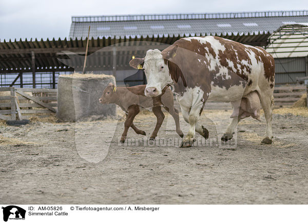 Simmental Cattle / AM-05826