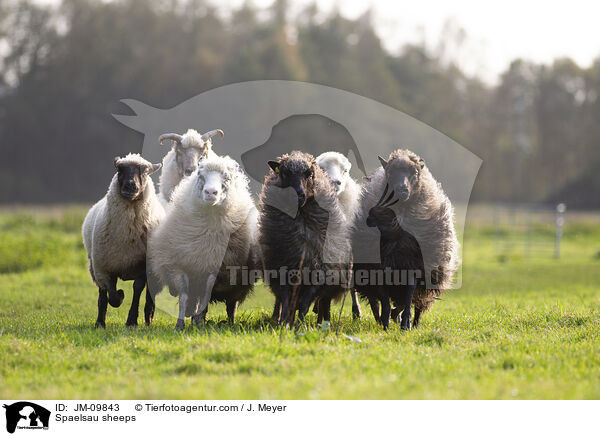 Spaelsau sheeps / JM-09843