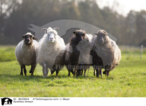Spaelsau sheeps / JM-09844