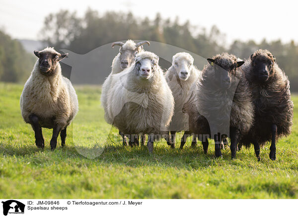 Spaelsau sheeps / JM-09846
