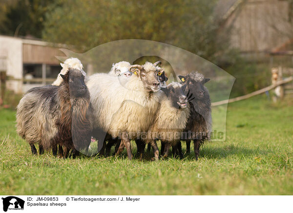 Spaelsau sheeps / JM-09853
