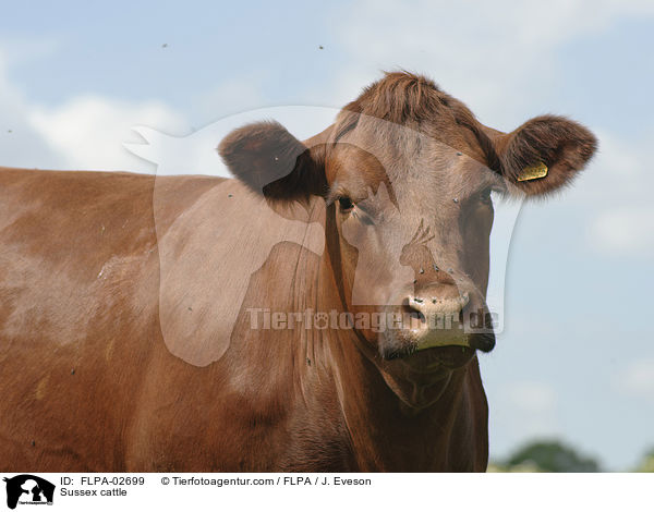 Sussex / Sussex cattle / FLPA-02699