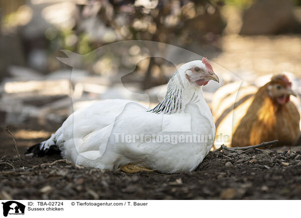 Sussex chicken / TBA-02724