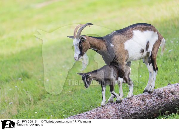 Tauernsheck goats / PW-09916