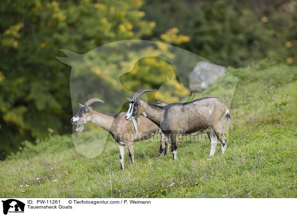 Tauernsheck Goats / PW-11261