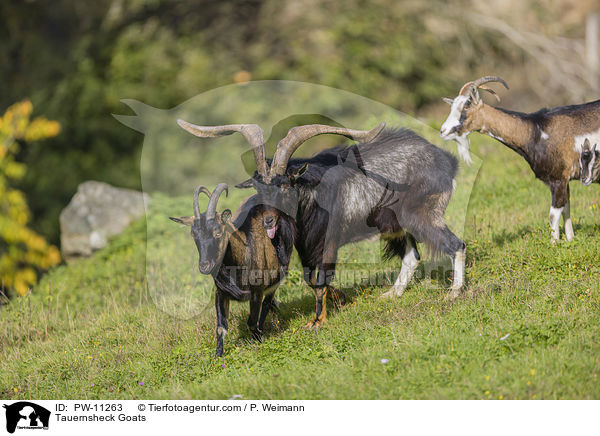 Tauernsheck Goats / PW-11263