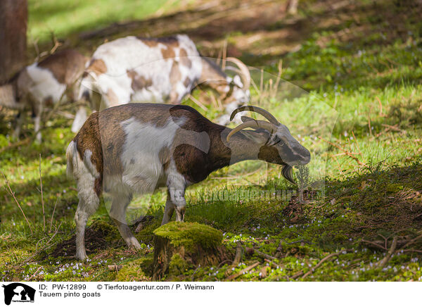 Tauern pinto goats / PW-12899