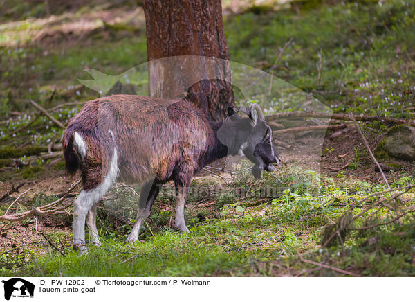 Tauern pinto goat / PW-12902
