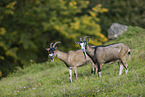 Tauernsheck Goats