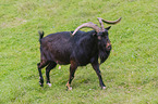 Tauernsheck Goat