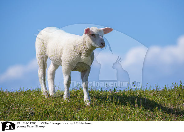 young Texel Sheep / FH-01261