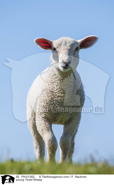 young Texel Sheep / FH-01262