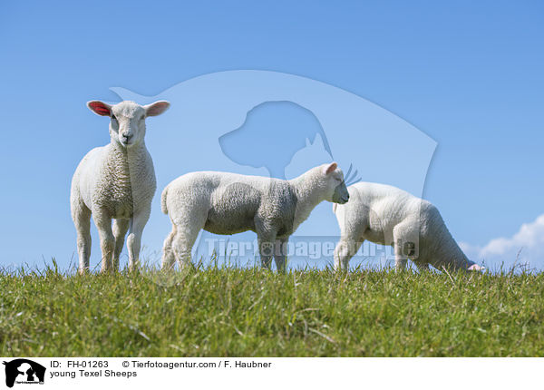 young Texel Sheeps / FH-01263