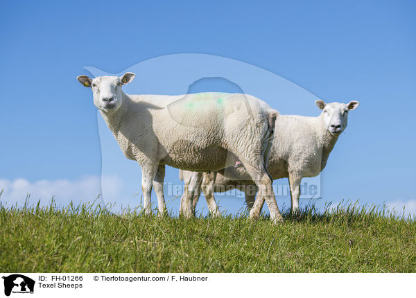 Texel Sheeps / FH-01266