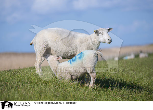 Texel Sheeps / FH-01273
