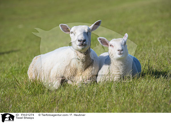 Texel Sheeps / FH-01274