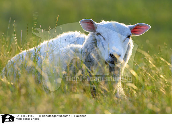 lying Texel Sheep / FH-01460