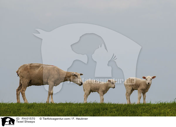 Texel Sheeps / FH-01570