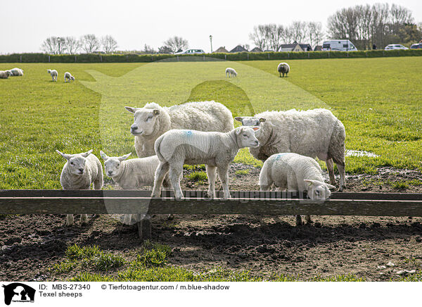 Texel sheeps / MBS-27340
