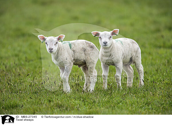 Texel sheeps / MBS-27345