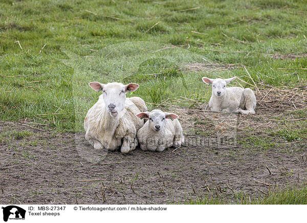Texel sheeps / MBS-27347
