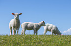 young Texel Sheeps