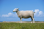 standing Texel Sheep