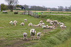 Texel sheeps