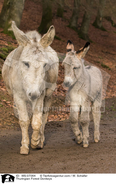 Thuringian Forest Donkeys / WS-07064