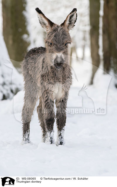 Thuringian donkey / WS-08065