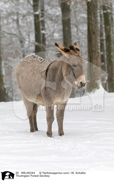 Thuringian Forest Donkey / WS-08344