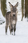 Thuringian donkey