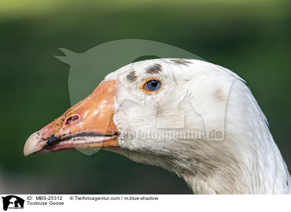Toulouse Goose / MBS-25312
