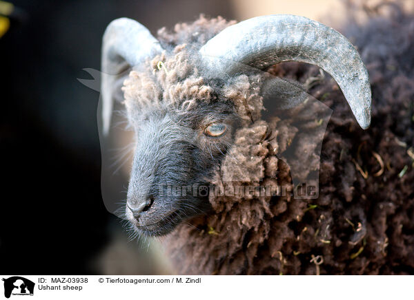 Ushant sheep / MAZ-03938