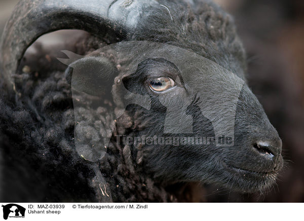 Ushant sheep / MAZ-03939