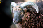 Ushant sheep
