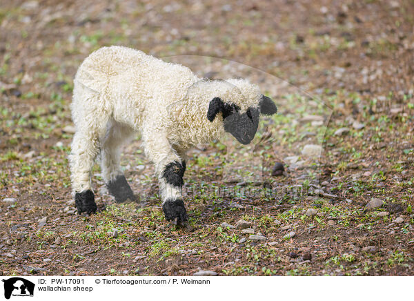 wallachian sheep / PW-17091
