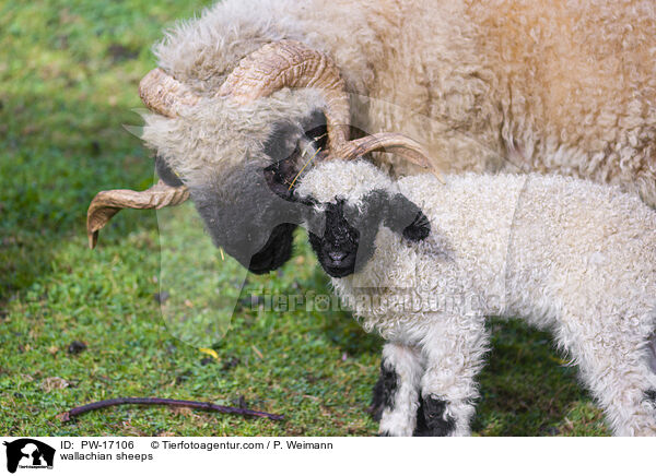 wallachian sheeps / PW-17106
