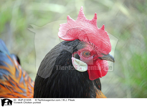 Vorwerk Chicken portrait / WJP-01455