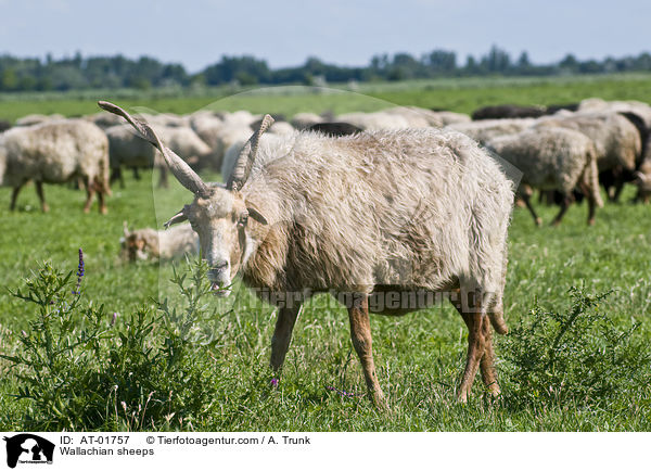 Wallachian sheeps / AT-01757