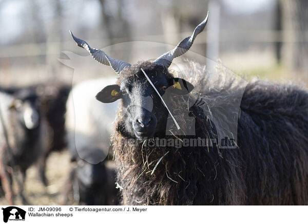 Wallachian sheeps / JM-09096