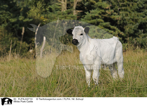 White Park Cattle / FLPA-02710