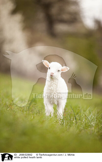 white polled heath lamb / JAM-02882