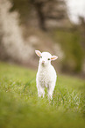 white polled heath lamb