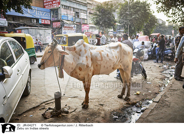 Zebu on Indias streets / JR-04271