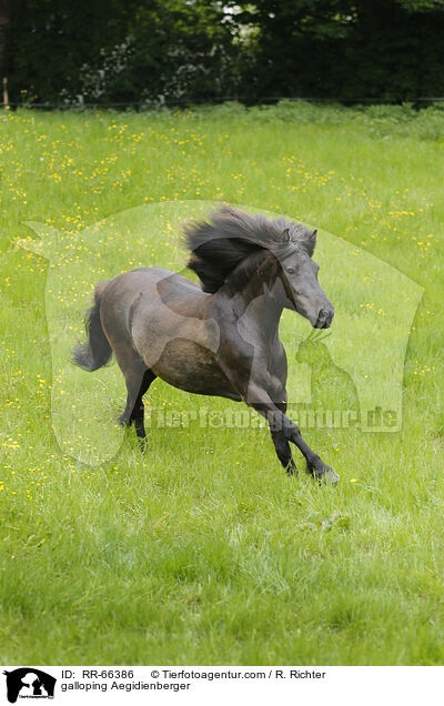 galloping Aegidienberger / RR-66386